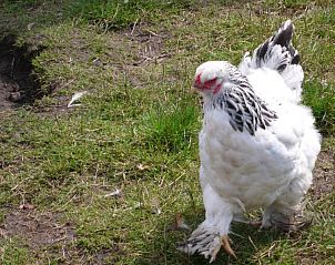 Verblijf 020402 - Vakantiewoning Oost-Vlaanderen - Bvba kitty