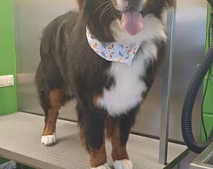 Verblijf 020402 - Vakantiewoning Oost-Vlaanderen - Bvba kitty