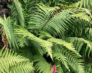 Verblijf 029111 - Vakantiewoning Oost-Vlaanderen - Vakantiehuisje in Wachtebeke