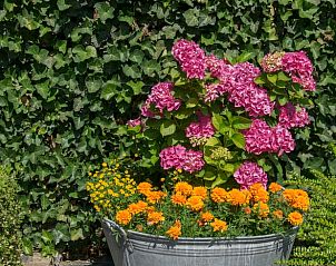 Bloemenpracht bij Vakantiehuis in Herderen, Limburg, Belgi. Geniet van de kleurrijke tuin van deze charmante vakantiewoning.