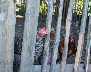 Verblijf 058904 - Vakantiewoning Limburg - Vakantiehuis in Herderen