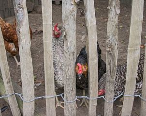 Gezellige kippen in de tuin van Vakantiehuisje in Herderen, Limburg, Belgi, omgeven door natuurlijke charme en rust.
