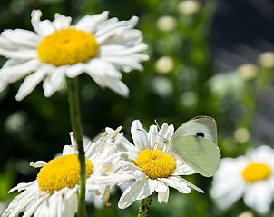 Geniet van de serene natuur rondom Vakantiehuisje in Herderen, Limburg, Belgi, met kleurrijke bloemen en vlinders in de tuin.