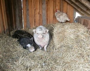 Verblijf 059501 - Vakantiewoning Limburg - Vakantiehuis in Riemst Millen